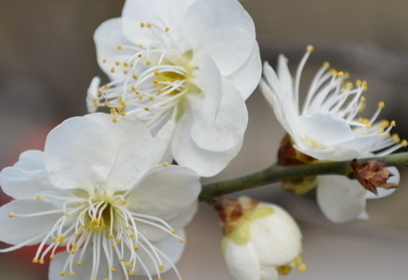 白梅花泡水喝的功效-白梅花的效果是什么？